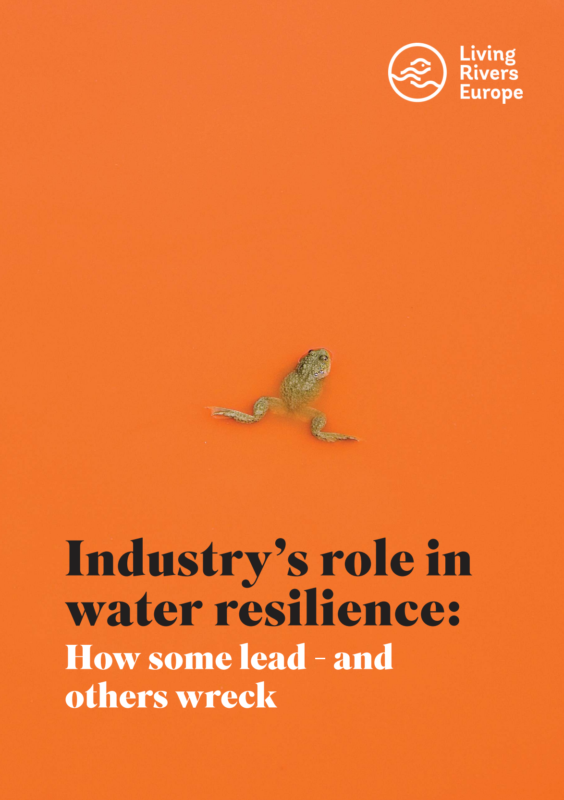 A frog in an orange background