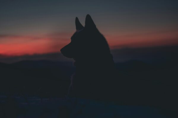 Wolf in the dark