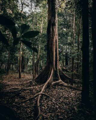 Amazon forest