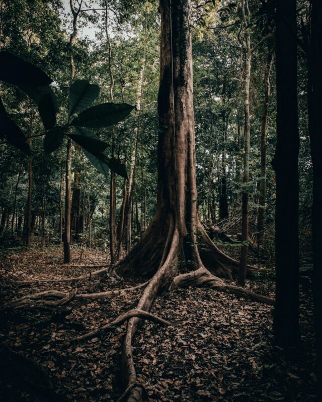 Amazon forest