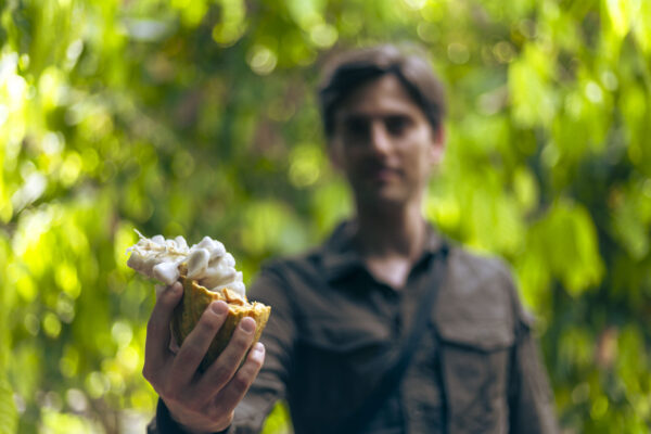 Person holding cacao plant